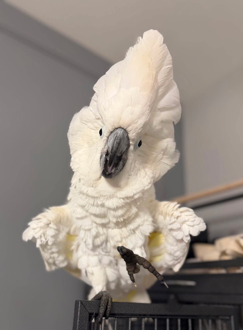 Charlie Junior the Cockatoo