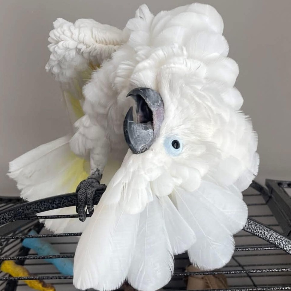 Coconut the Cockatoo